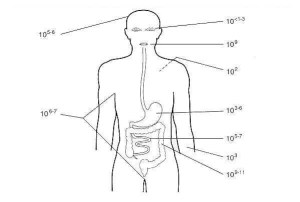 Numbers represent the number of organisms per gram of homogenized tissue or fluid or per square centimeter of skin surface