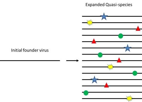 The founder virus with no mutations is on the left. After being copied though, mutations (shown as different colored spots on the genome) are introduced randomly across the genome.
