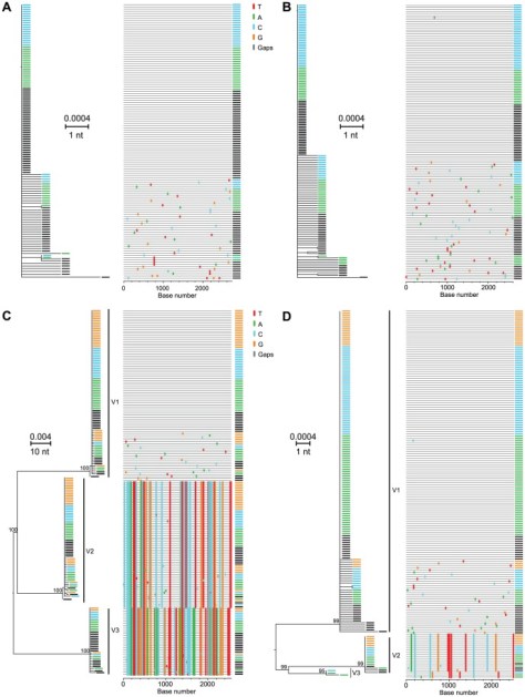 "ML trees and highlighter plots of 5' quarter 2 genome sequences from four acutely infected subjects. Sequences are color coded to reflect sampling time points indicated in Figure 1. Subjects 10021 (A) and 10025 (B) revealed productive clinical infection by a single virus whereas subjects 10012 (C) and 10062 (D) showed infection by three viruses (v1-3)."