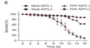 Survival of wild-type files fed 93 mM AZT in sucrose daily (AZT(+)) or not (AZT(-)) and fed Tris-HCL (mock) or FHV viral stock (FHV) once, monitored daily for 16 d after FHV feeding (horizontal axis). Data are from one experiment representative of four experiments