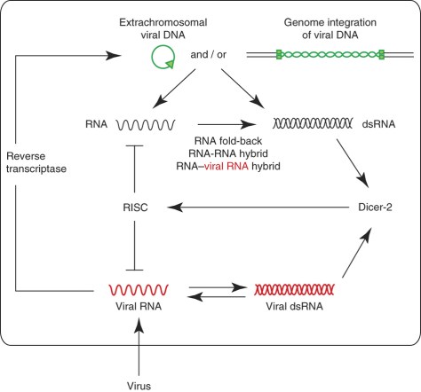 "After viral infection, viral genomes (viral RNA) or dsRNA intermediates (viral dsRNA) are propagated (red). Those viral forms are reverse-transcribed by cellular reverse-transcriptase activity into DNA forms (green) that may integrate into the host genome or be processed into extrachromosomal circular DNA. The sequences of viral origin, now in DNA form, will produce transcripts (black) that form dsRNA that is recognized by Dicer-2 and is further processed by a small RNA–related pathway. When viral small RNA from those transcripts reaches the RNA-induced silencing complex (RISC), the ongoing infection is contained and the acute infection is controlled. In this way, both cell and virus progress into a metastable equilibrium that defines the state of persistent infection."