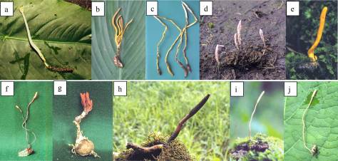 Cordyceps species collected from Nepal. a, C. gracilis; b, C. ishikariensis; c, C. liangshanensis; d, C. martialis; e, C. militaris; f, C. nutans; g, C. pruinosa; h, C. sinensis; i, C. sphecocephala; j, C. tricentri. (Figure 2, Shrestha et al)